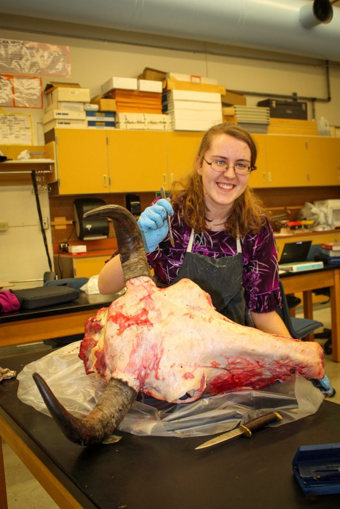 Anatomy class, bison head, 2014 
