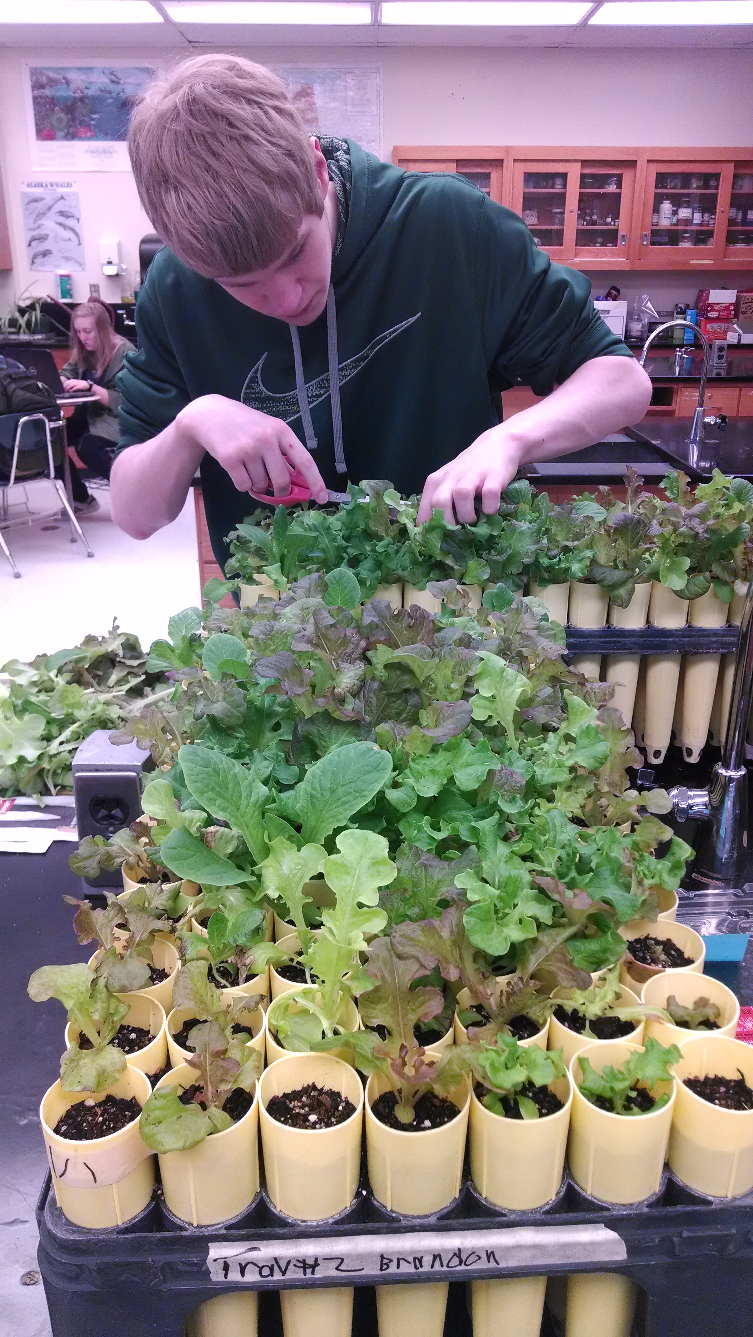 Seward High students grow greens KPBSD Communications Field